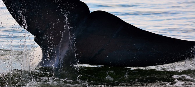 วาฬบรูด้า (ฺBryde’s Whale) วาฬบรูด้า (ฺBryde’s Whale)